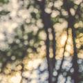 Why Doesn't IEnumerable<T> Have a ForEach Method?